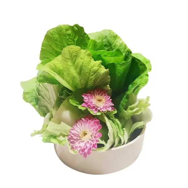 good-luck-hot-pot - M28-有机孔雀菜Organic Peacock Cabbage