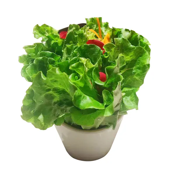 good-luck-hot-pot - M25-有机台湾莴苣Organic Taiwan Letture