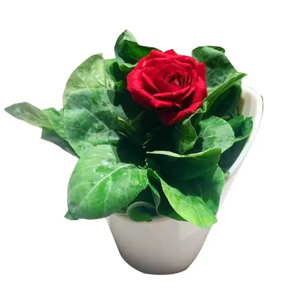 good-luck-hot-pot - M29-有机水培芥兰Organic Hydroponic Jie Lan
