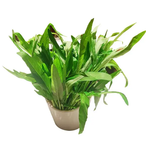 good-luck-hot-pot - M27-有机水培空心菜Organic Hydroponic Kangkong