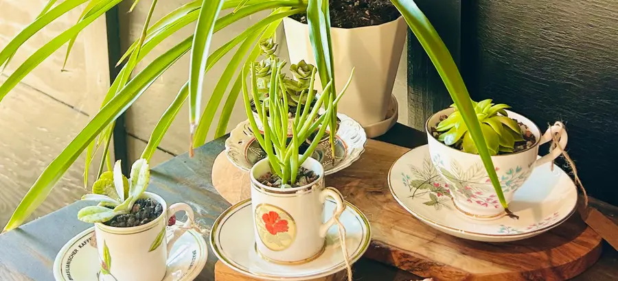 the-new-amsterdam-botanical-lab